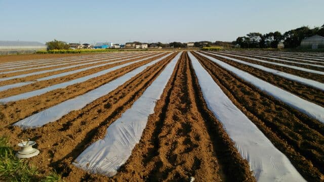 3月25日トウモロコシ種まき