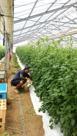 トマト収穫開始 葉かき