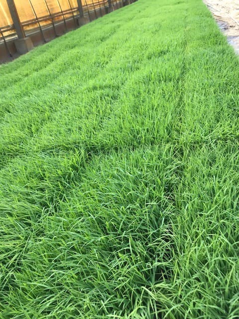 田んぼ:恵みの雨