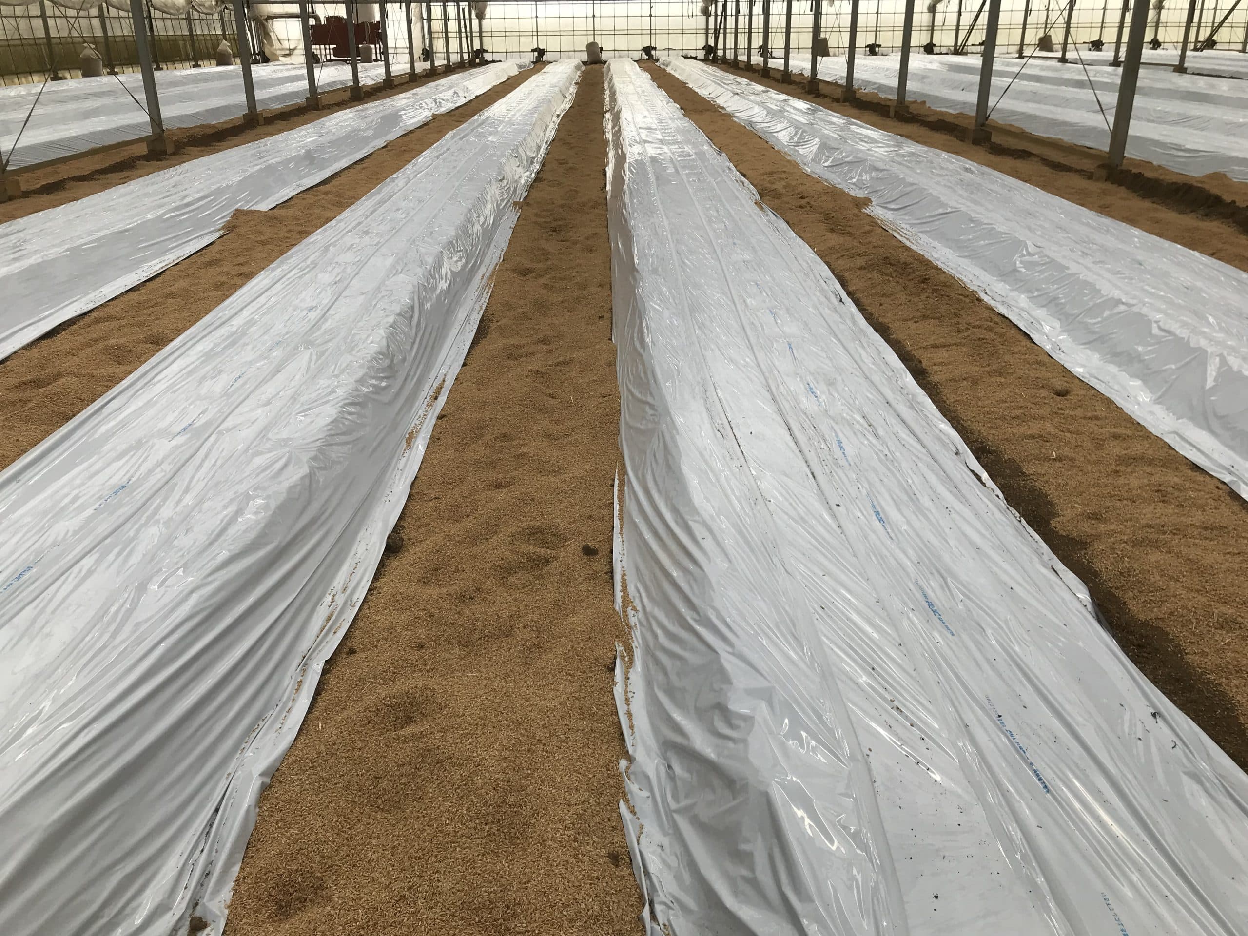 キュウリ定植準備