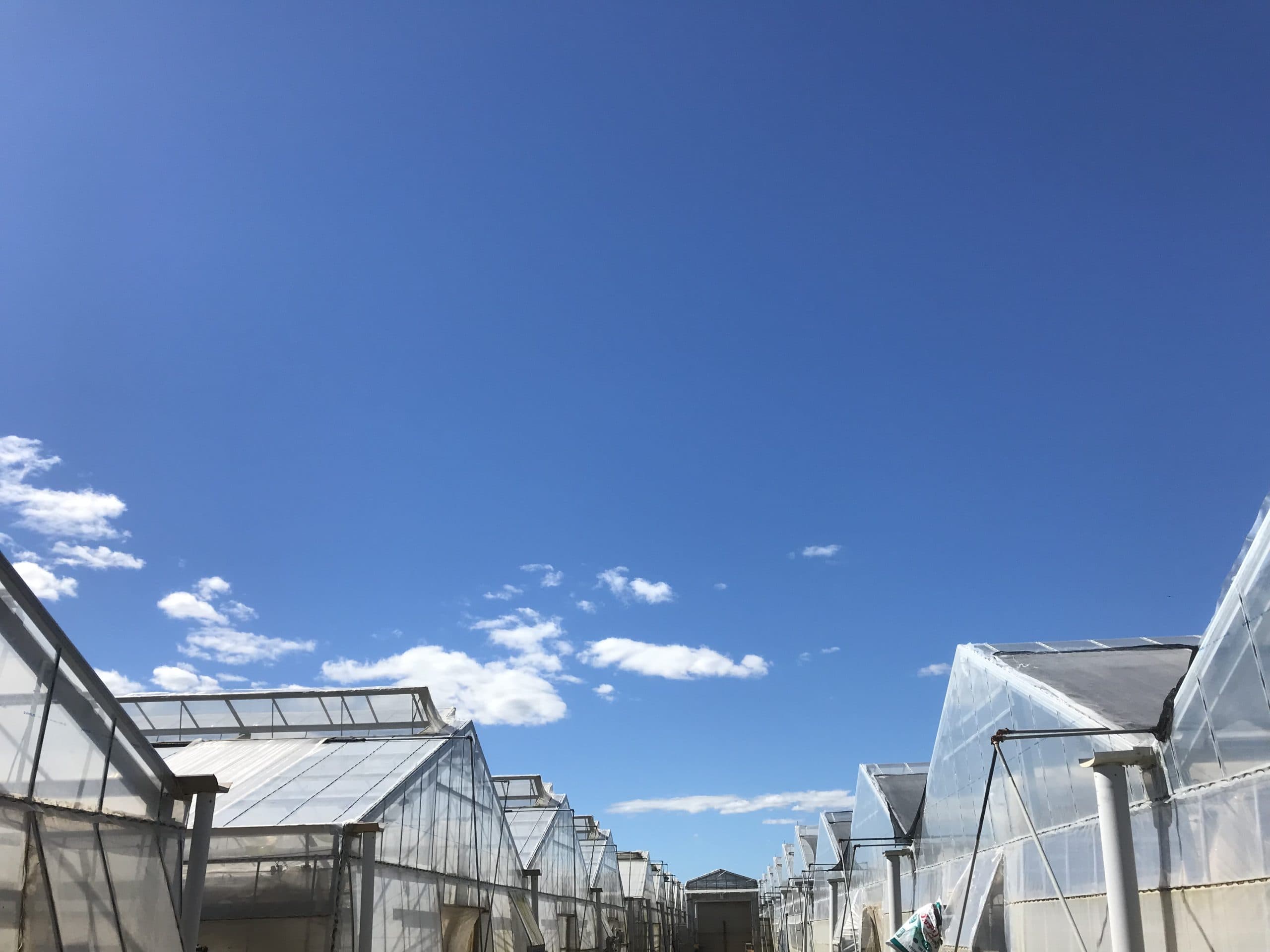 キュウリ定植